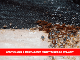 Insect Invasion 5 Arkansas Cities Combatting Bed Bug Onslaught