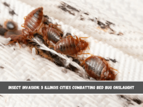 Insect Invasion 5 Illinois Cities Combatting Bed Bug Onslaught