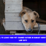 Is It Illegal to Leave Your Pet Chained Outside in Hawaii Here's What the Law Says