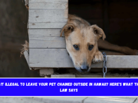 Is It Illegal to Leave Your Pet Chained Outside in Hawaii Here's What the Law Says