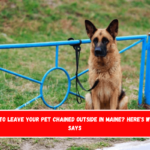 Is It Illegal to Leave Your Pet Chained Outside in Maine Here's What the Law Says