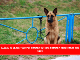 Is It Illegal to Leave Your Pet Chained Outside in Maine Here's What the Law Says