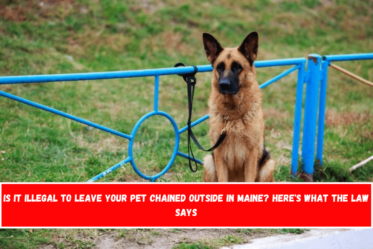 Is It Illegal to Leave Your Pet Chained Outside in Maine Here's What the Law Says