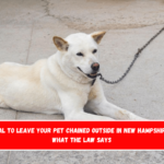 Is It Illegal to Leave Your Pet Chained Outside in New Hampshire Here's What the Law Says