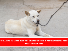 Is It Illegal to Leave Your Pet Chained Outside in New Hampshire Here's What the Law Says