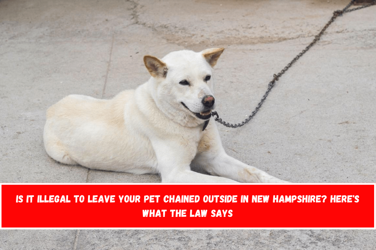 Is It Illegal to Leave Your Pet Chained Outside in New Hampshire Here's What the Law Says