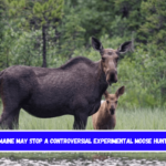 Maine may stop a controversial experimental moose hunt