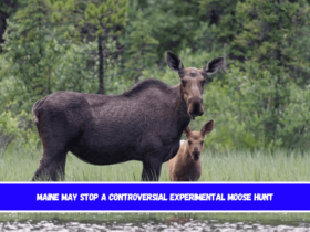 Maine may stop a controversial experimental moose hunt