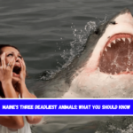 Maine's Three Deadliest Animals What You Should Know