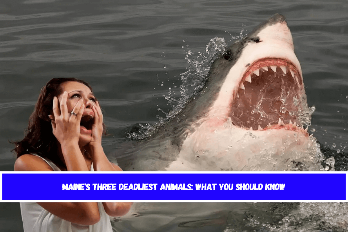 Maine's Three Deadliest Animals What You Should Know