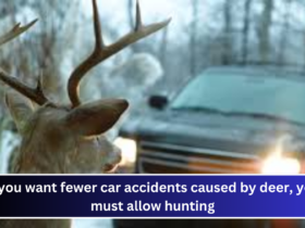 If you want fewer car accidents caused by deer, you must allow hunting