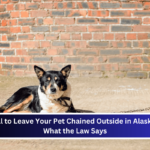 Is It Illegal to Leave Your Pet Chained Outside in Alaska Here's What the Law Says