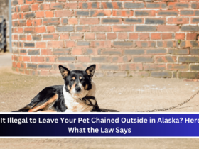 Is It Illegal to Leave Your Pet Chained Outside in Alaska Here's What the Law Says