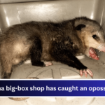 Kona big-box shop has caught an opossum