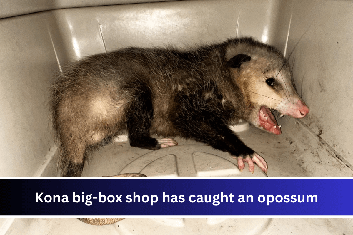 Kona big-box shop has caught an opossum